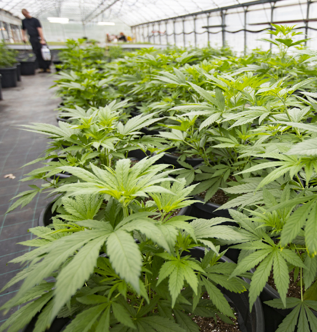 Enhancing Your Grow Operation's Efficiency and Security