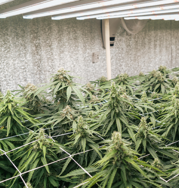 Innovative Design Meets Industry Compliance