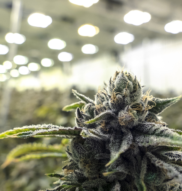 Advanced Technology for Optimal Growth