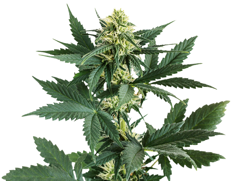 Uniquely Customizable, Quickly Assembled, and Fully Air-Tight