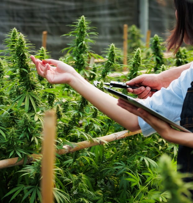 State-of-the-Art Technology for Premium Cannabis Growth