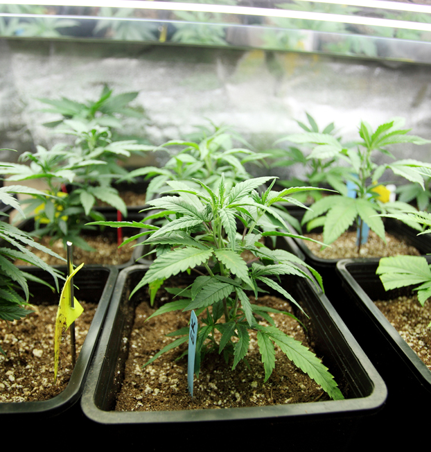 Unmatched Flexibility and Quality in Cannabis Cultivation